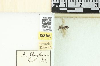 Media type: image;   Entomology 769265 Aspect: Labels